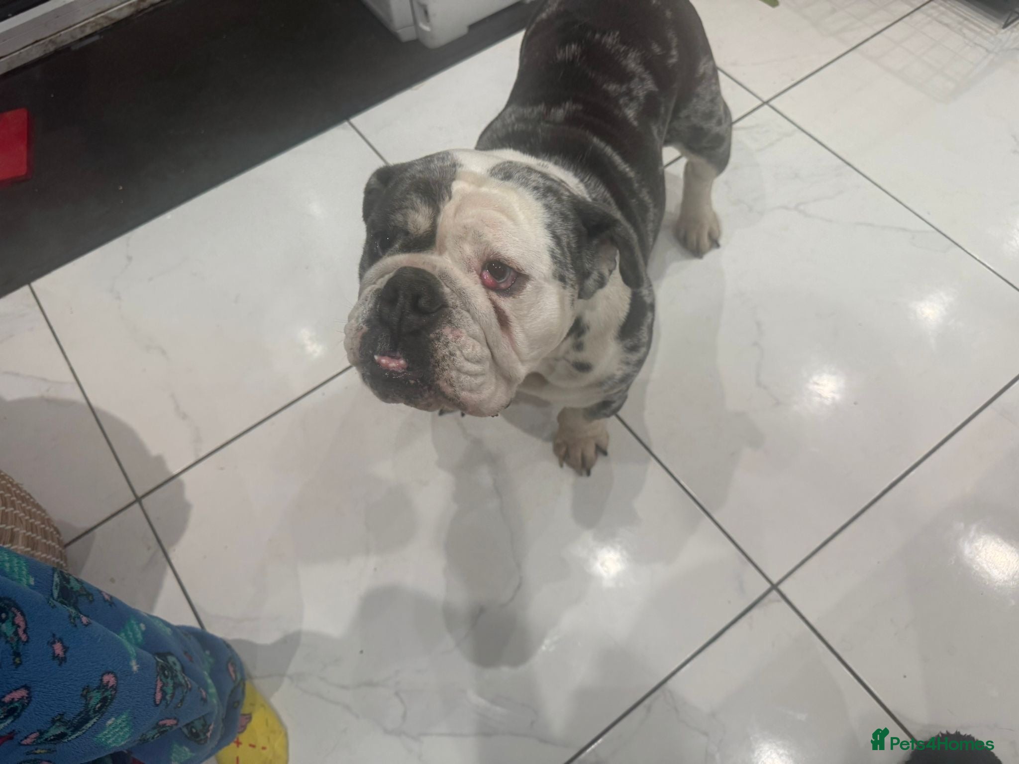 English Bulldog dogs 2yr old blue and white kc reg bulldog girl - Advert 6