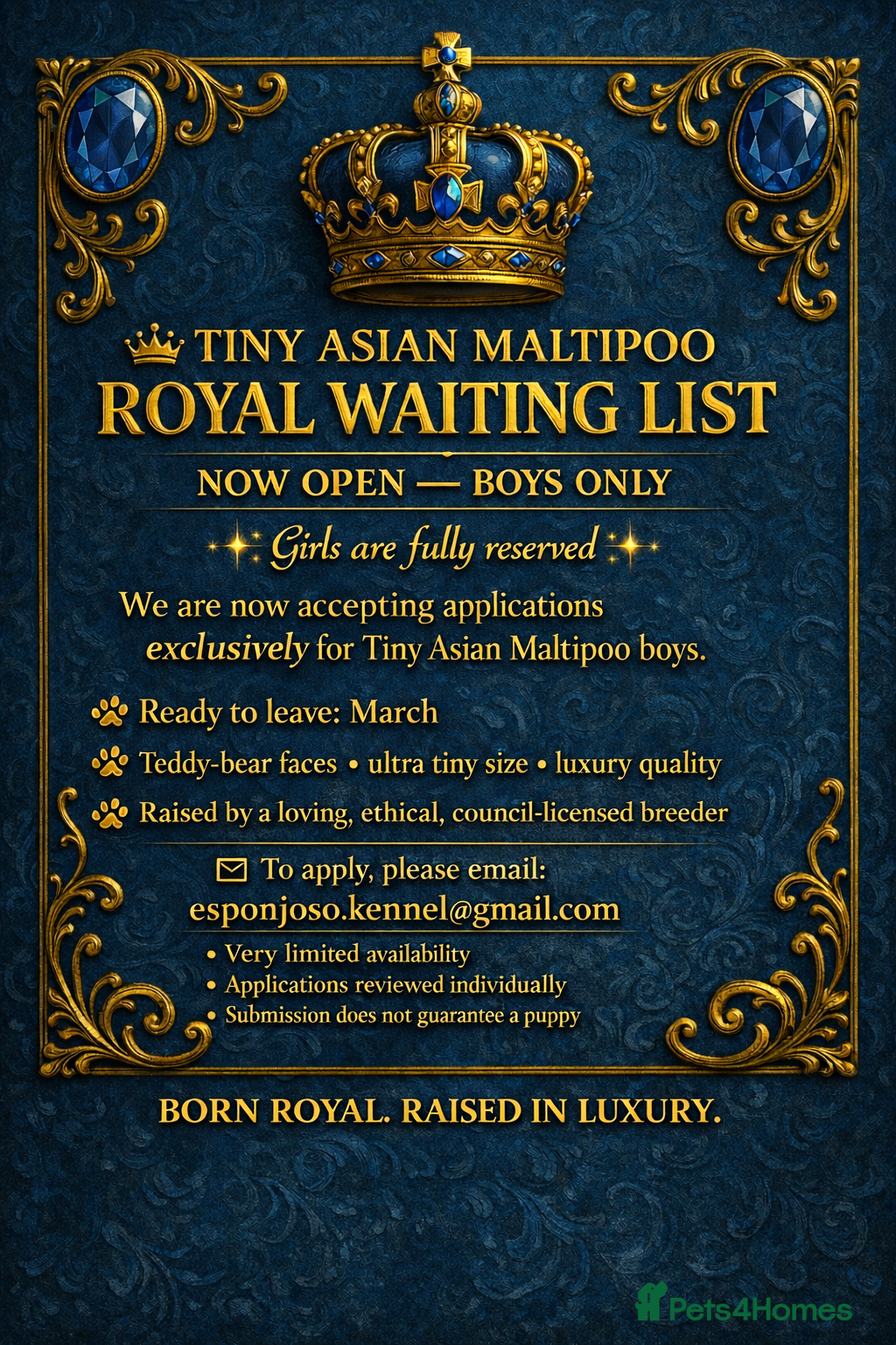 Maltipoo dogs Ultra-Tiny F1 Asian Maltipoo Limited Waiting List  - Advert 1