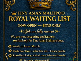 Maltipoo dogs Ultra-Tiny F1 Asian Maltipoo Limited Waiting List - Advert 1