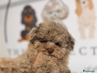 Toy Poodle dogs Tiny Asian/tiny Toy poodles🧸🤎 - Advert 3