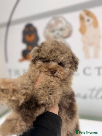 Toy Poodle dogs Tiny Asian/tiny Toy poodles🧸🤎 - Advert 2