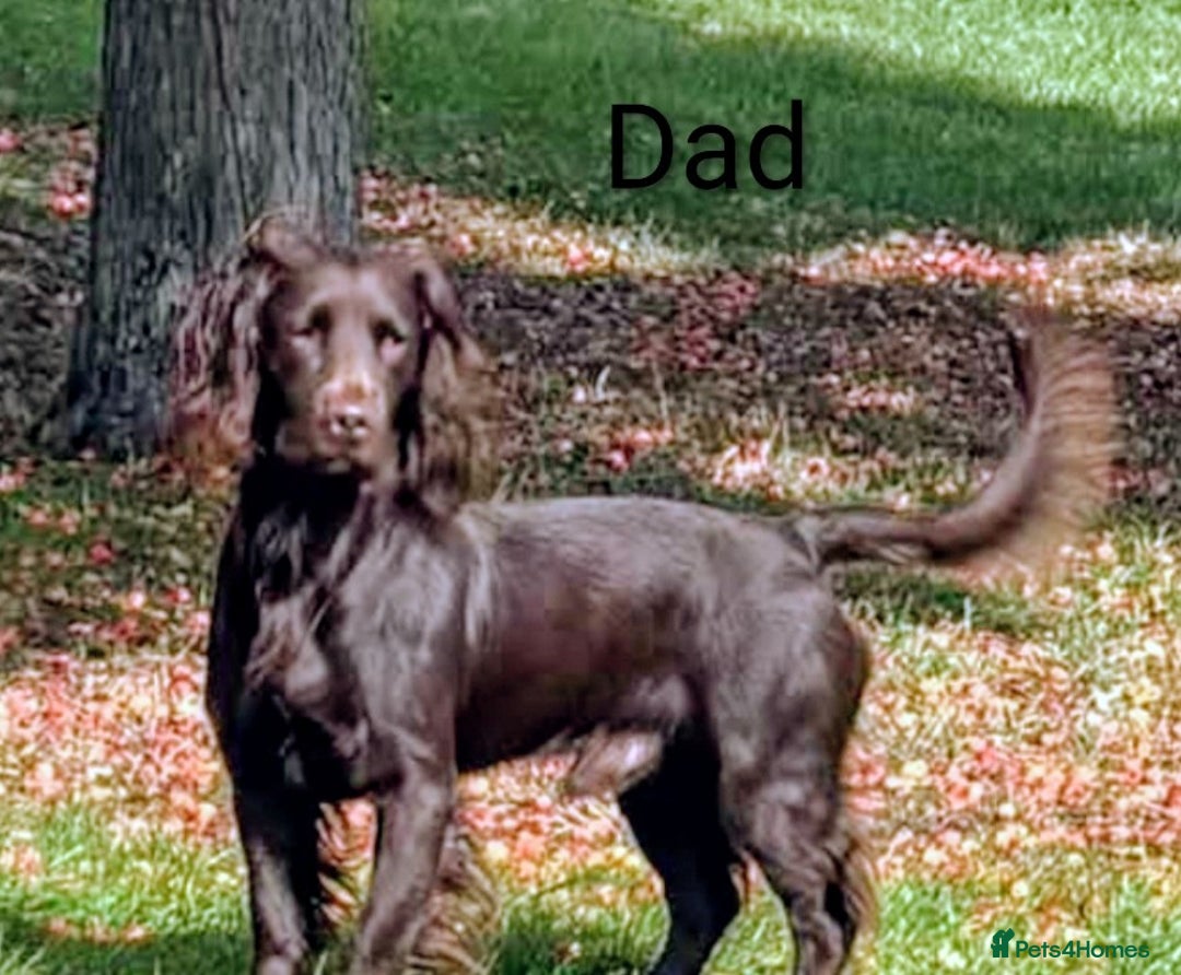 English Springer Spaniel dogs for sale: Beautiful springer Spainel pups. Ready 01/11/25 - Image 22