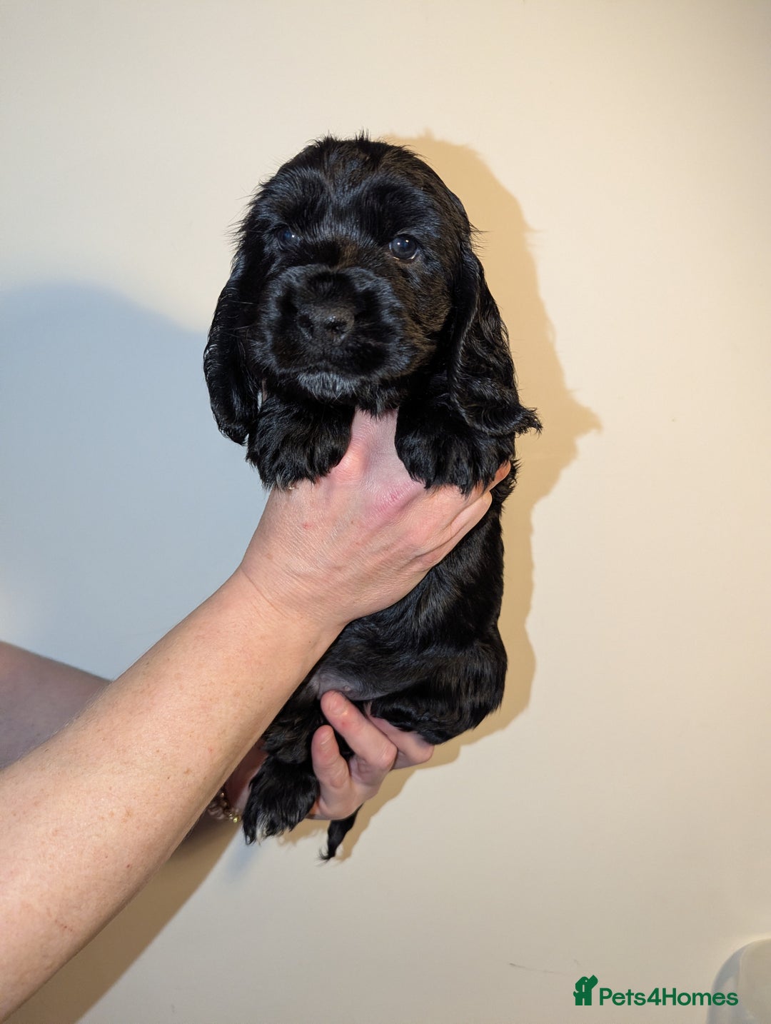 Cocker Spaniel dogs for sale: LAST ONE GIRL NEW🏠Kc reg English Cockerspaniel 🏠 - Advert 19