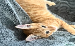 Mixed Breed cats for sale: Pixie bob mixed kittens - Image 22