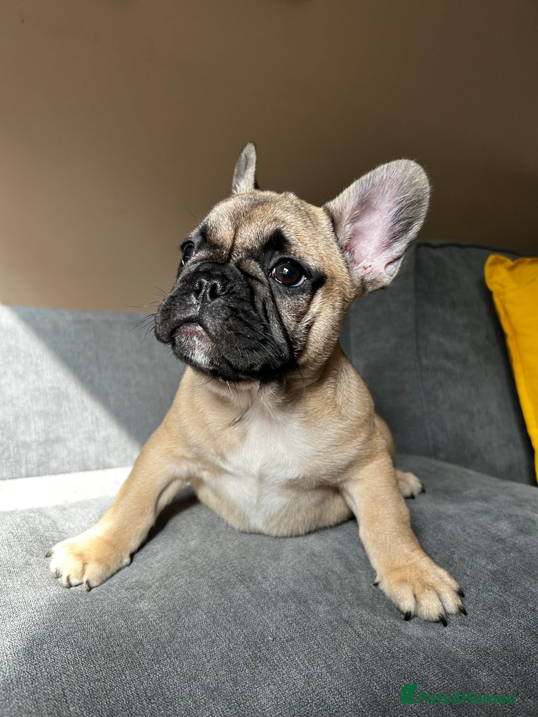 French Bulldog dogs for sale: KC, standard colours French Bulldog puppies🐾 - Image 30