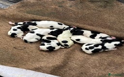 Sprocker dogs for sale: Sprocker puppies  - Image 9