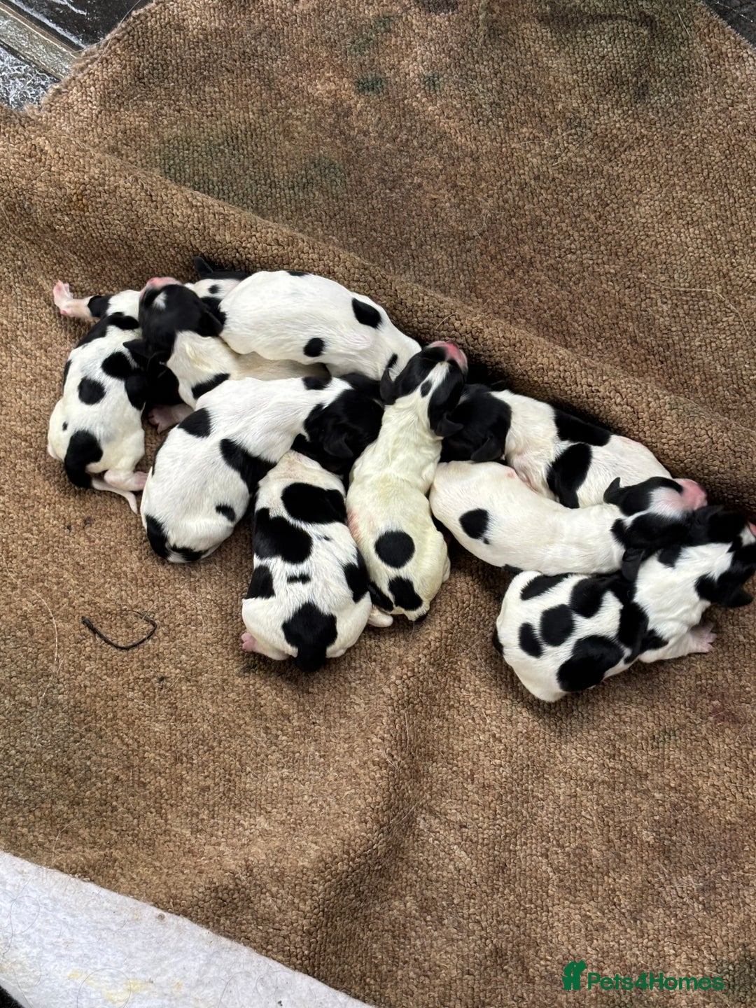 Sprocker dogs for sale: Sprocker puppies  - Image 9
