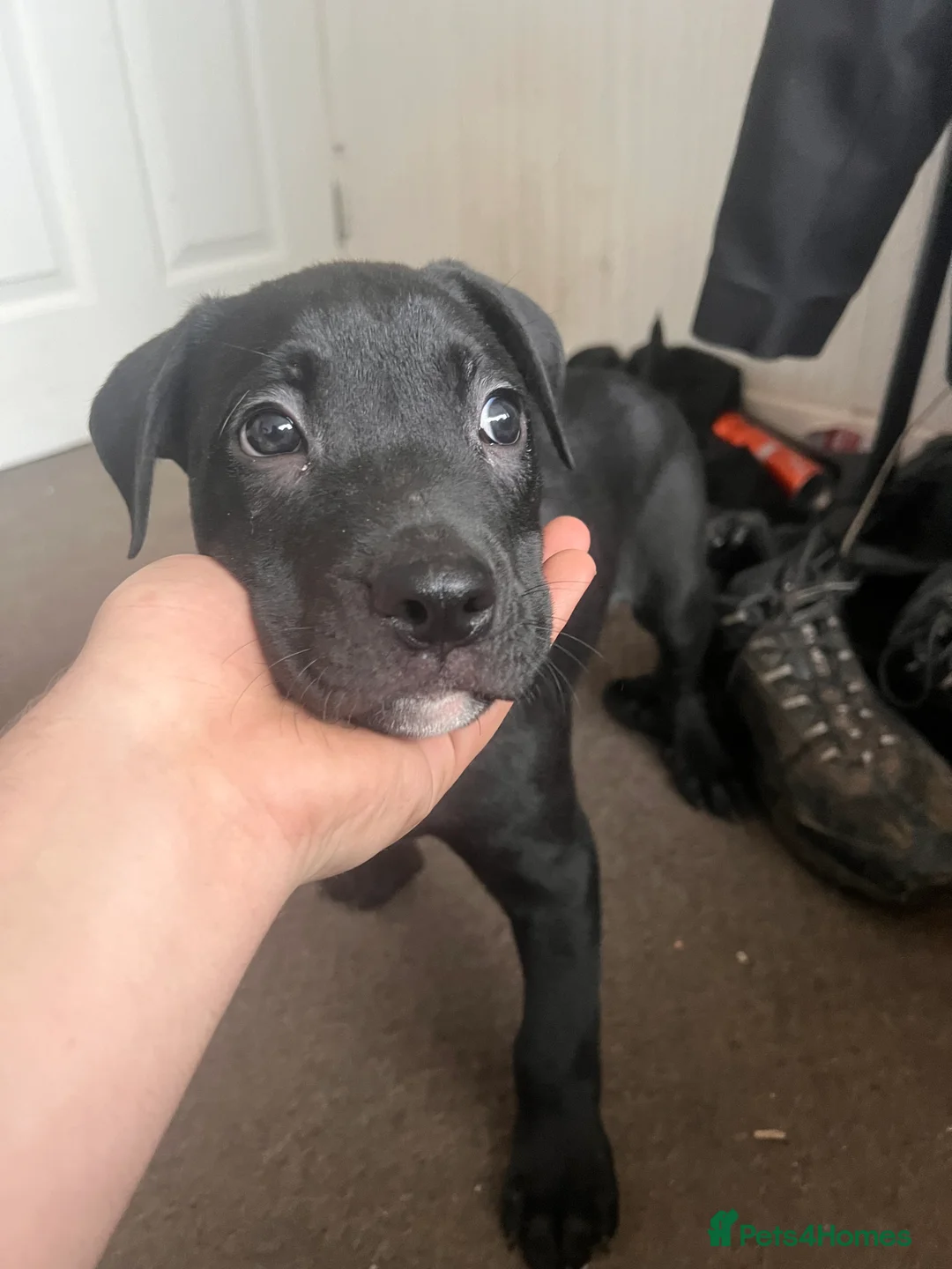 Mixed Breed dogs for sale: 8 Beautiful Mastiff x Staff x Black Mouth Cur Pups - Advert 23