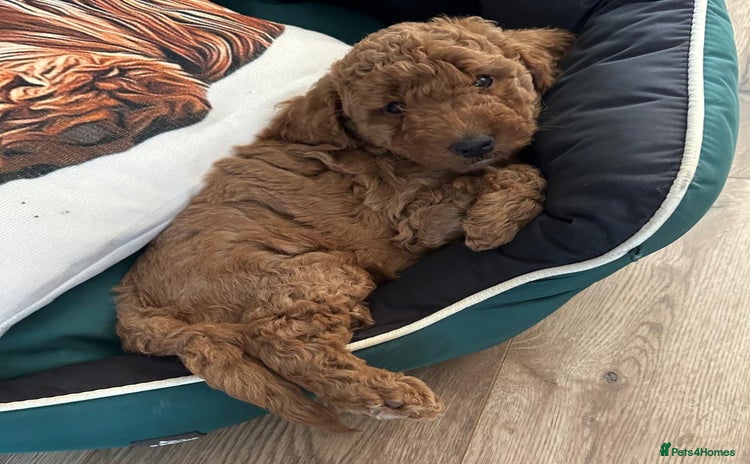 Cockapoo dogs - Advert 11