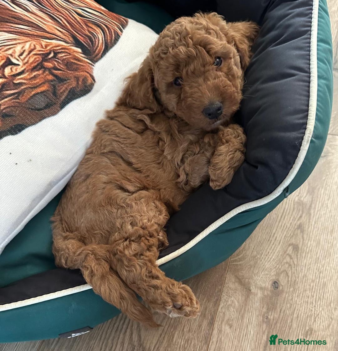 Cockapoo dogs for sale: Beautiful F1B Cockapoo Boys **1 Boy Now Reserved** - Image 1