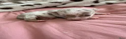 Jack Russell dogs for sale: Jack Russell puppy’s  - Advert 8
