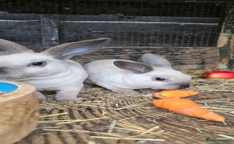 Rex rabbits - Advert 13
