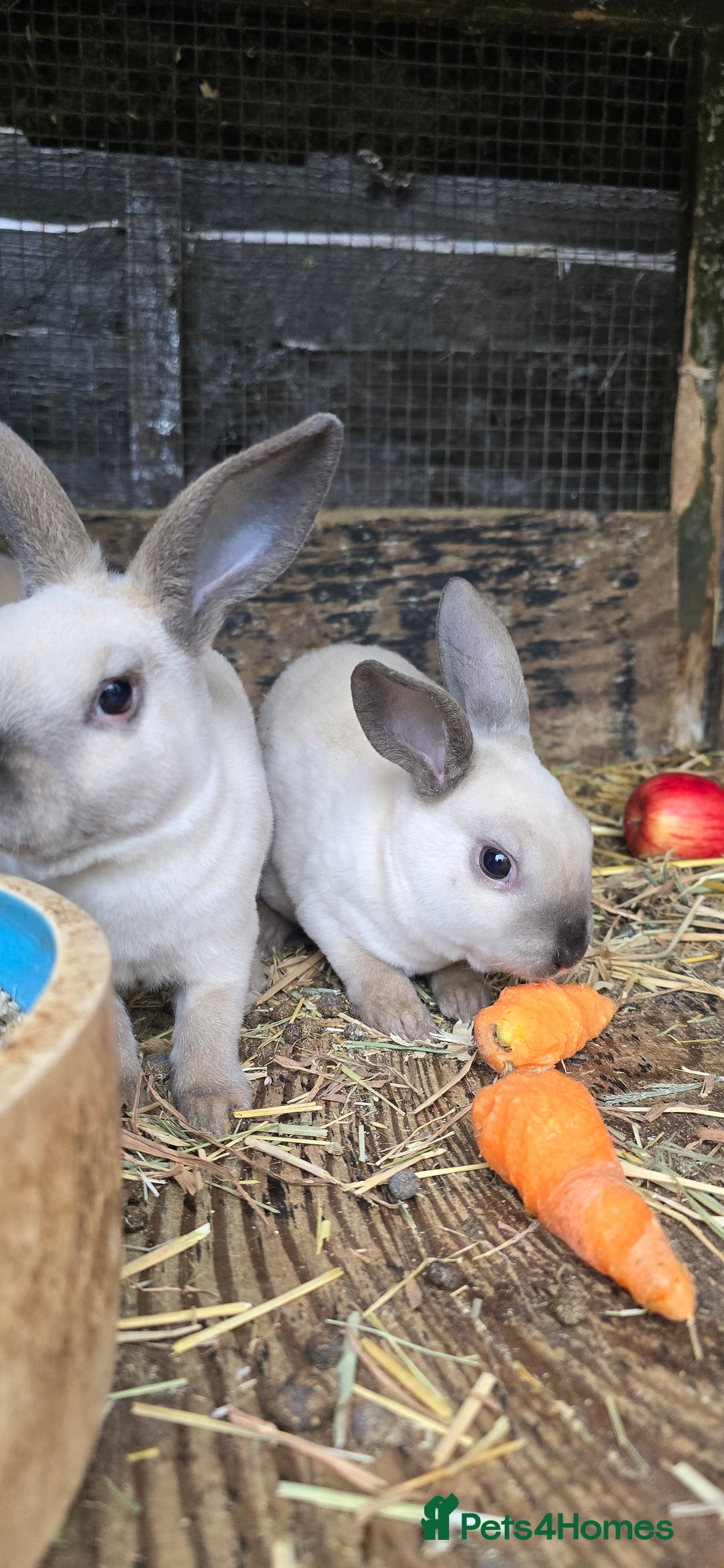 Rex rabbits for sale: 6 Mini rex 7 weeks old - Image 1