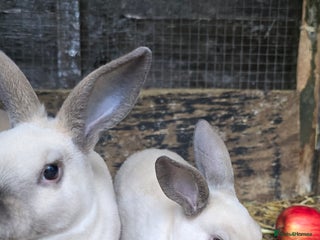 Rex rabbits - Advert 23