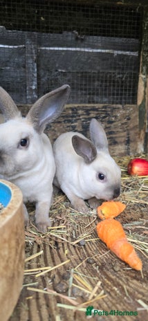 Rex rabbits - Advert 16