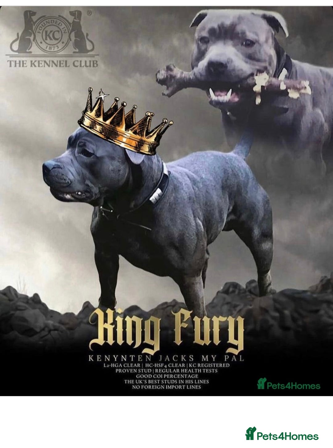 Staffordshire Bull Terrier dogs for sale: SBT CHAMPION BLOODLINE FURY & CLEO - Advert 14