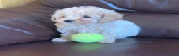 Poochon dogs for sale: Outstanding Poochon puppies  - Advert 16