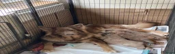 German Shepherd dogs for stud: Kc health tested solid isabella gsd - Advert 2