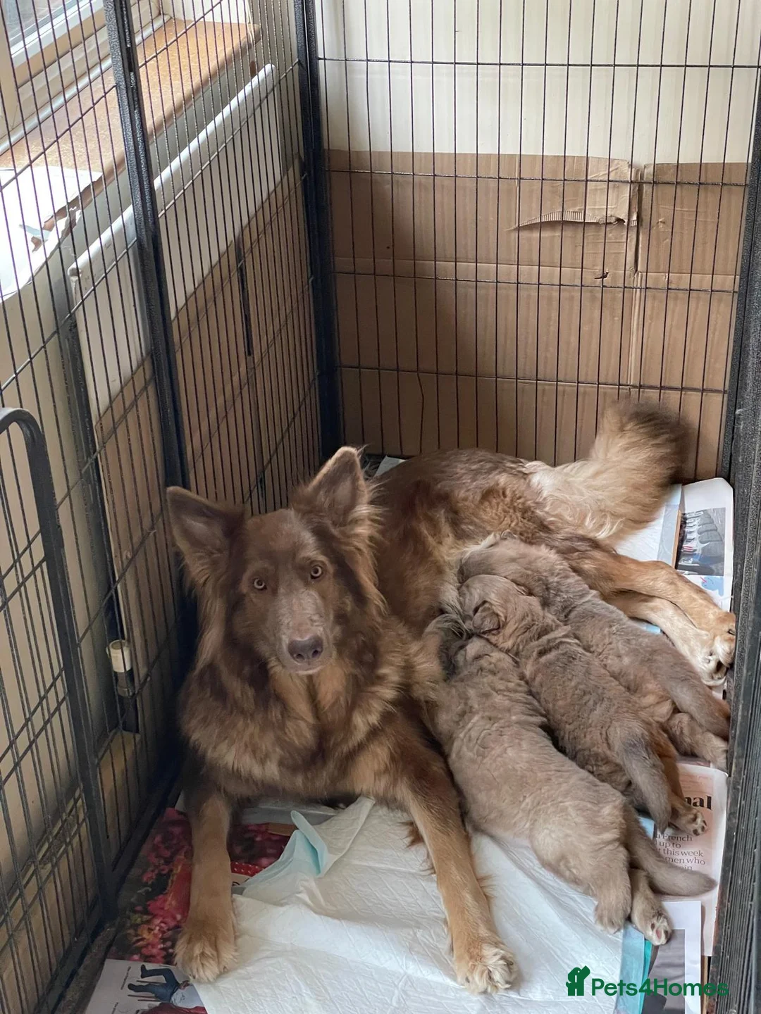German Shepherd dogs for stud: Kc health tested solid isabella gsd - Advert 2