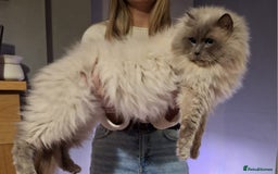 Ragdoll cats for sale: Adorable ragdoll kittens  - Image 15