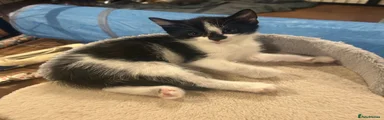 Mixed Breed Kitten 5