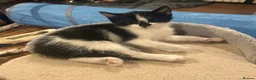 Mixed Breed cats for sale: Playful kittens for sale - Advert 29