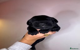 Portuguese Water Dog dogs for sale: Art Nouveau - Image 11