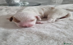 Cocker Spaniel dogs for sale: Stunning litter of cocker spaniels  - Image 5