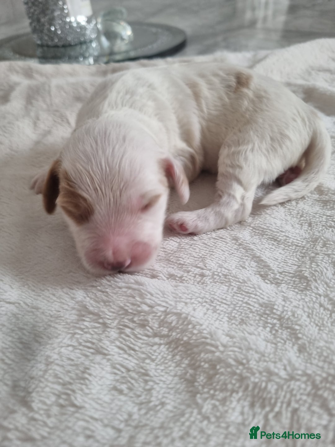 Cocker Spaniel dogs for sale: Stunning litter of cocker spaniels  - Image 5