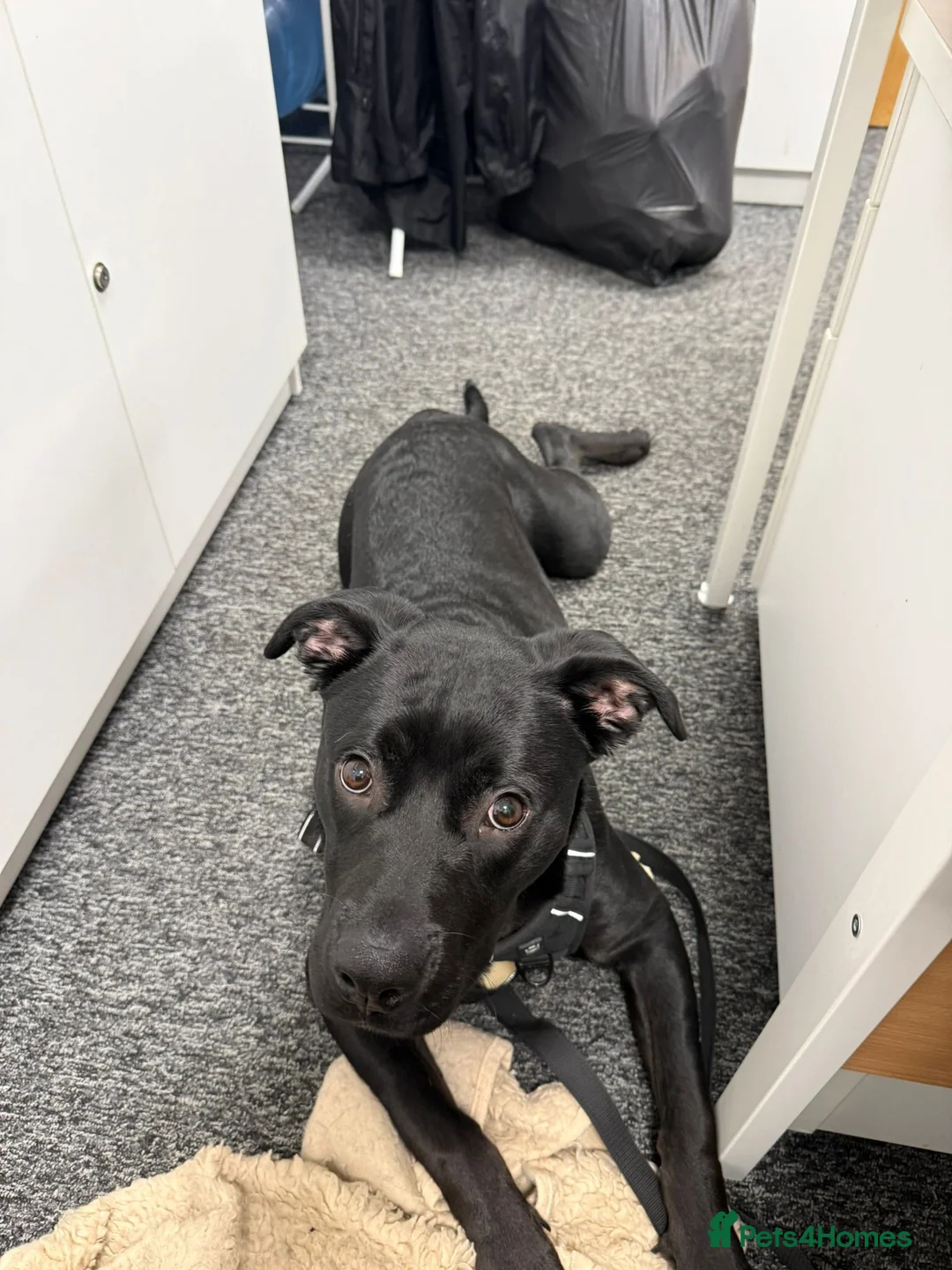 Mixed Breed dogs for sale: 8‑Month‑Old Staffy × Rottweiler Pup  in Wigan - Advert 4