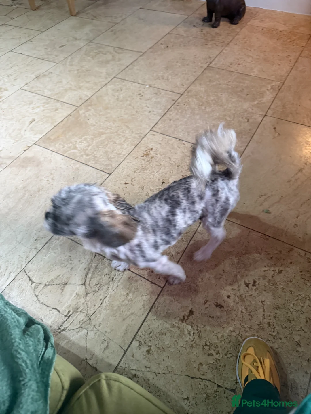 Malshi dogs for sale: Female 1 year old  - Advert 2