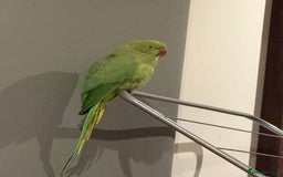 Ringnecks birds for sale: India ring neck parrot  - Image 4