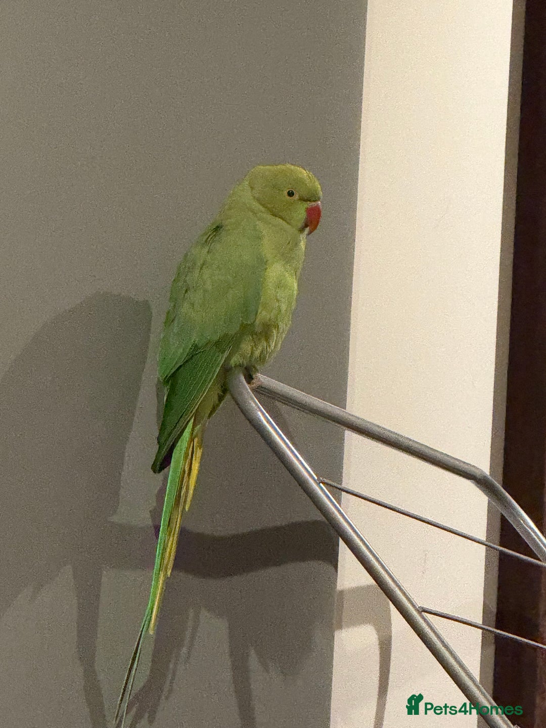 Ringnecks birds for sale: India ring neck parrot  - Image 4