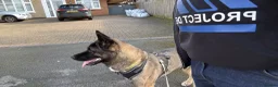 Akita dogs for sale: Milo 2yr old Akita  in Leicester - Advert 7