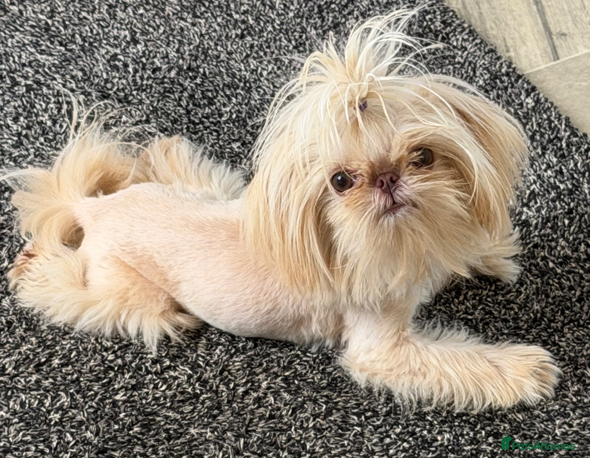 Shih Tzu dogs Gorgeous Peach is looking for her new home  - Advert 3