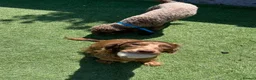 Cockapoo dogs for sale: 💙Beautiful,super friendly,Cockapoo F1 Puppies  - Advert 8