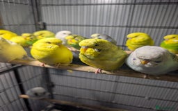 Budgerigars birds for sale: Lovely Group of Budgies  - Image 7