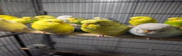 Budgerigars birds for sale: Lovely Group of Budgies  - Advert 7