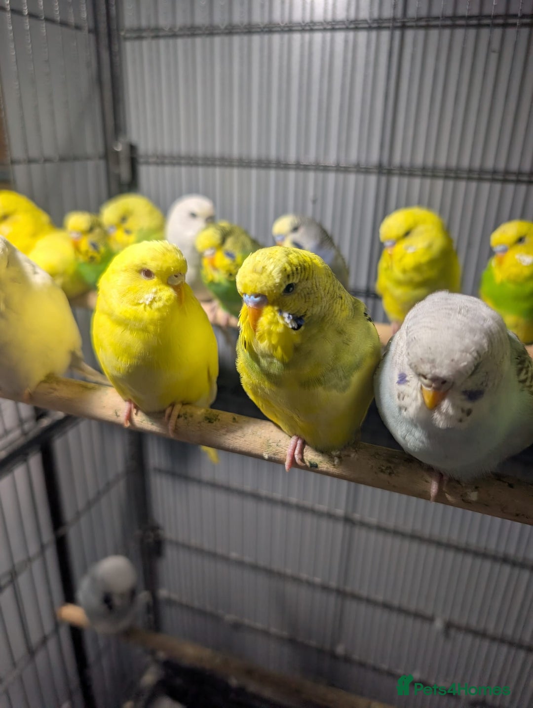 Budgerigars birds for sale: Lovely Group of Budgies  - Image 7