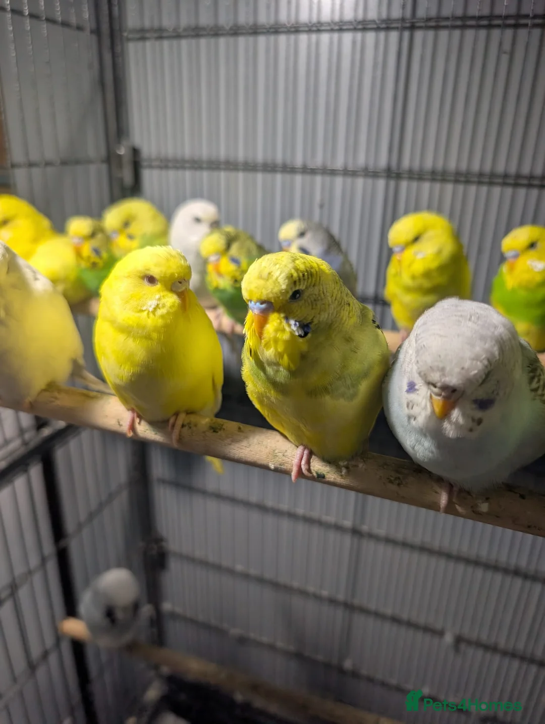 Budgerigars birds for sale: Lovely Group of Budgies  - Advert 7