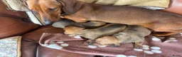 Dachshund dogs for sale: KC Registered Standard Dachshunds  - Advert 9
