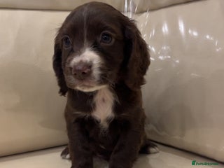 Cocker Spaniel dogs - Advert 21