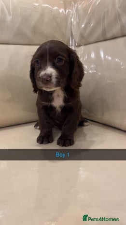 Cocker Spaniel dogs - Advert 15