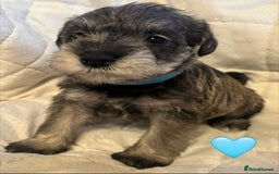 Miniature Schnauzer dogs for sale: Miniature Schnauzer Pups (White & Salt’n’Pepper) - Image 16