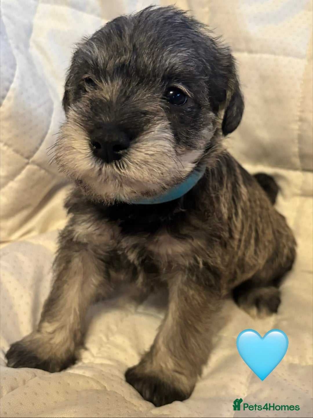 Miniature Schnauzer dogs for sale: Miniature Schnauzer Pups (White & Salt’n’Pepper) - Image 16