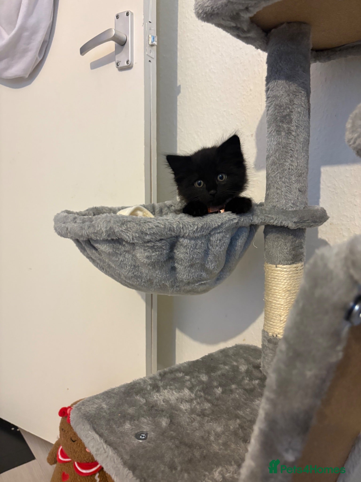 British Longhair cats 9 week old kittens for sale - Advert 3