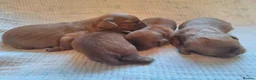 Cavalier King Charles Spaniel dogs for sale: KC,  Health Tested from Champion bloodlines  - Advert 4