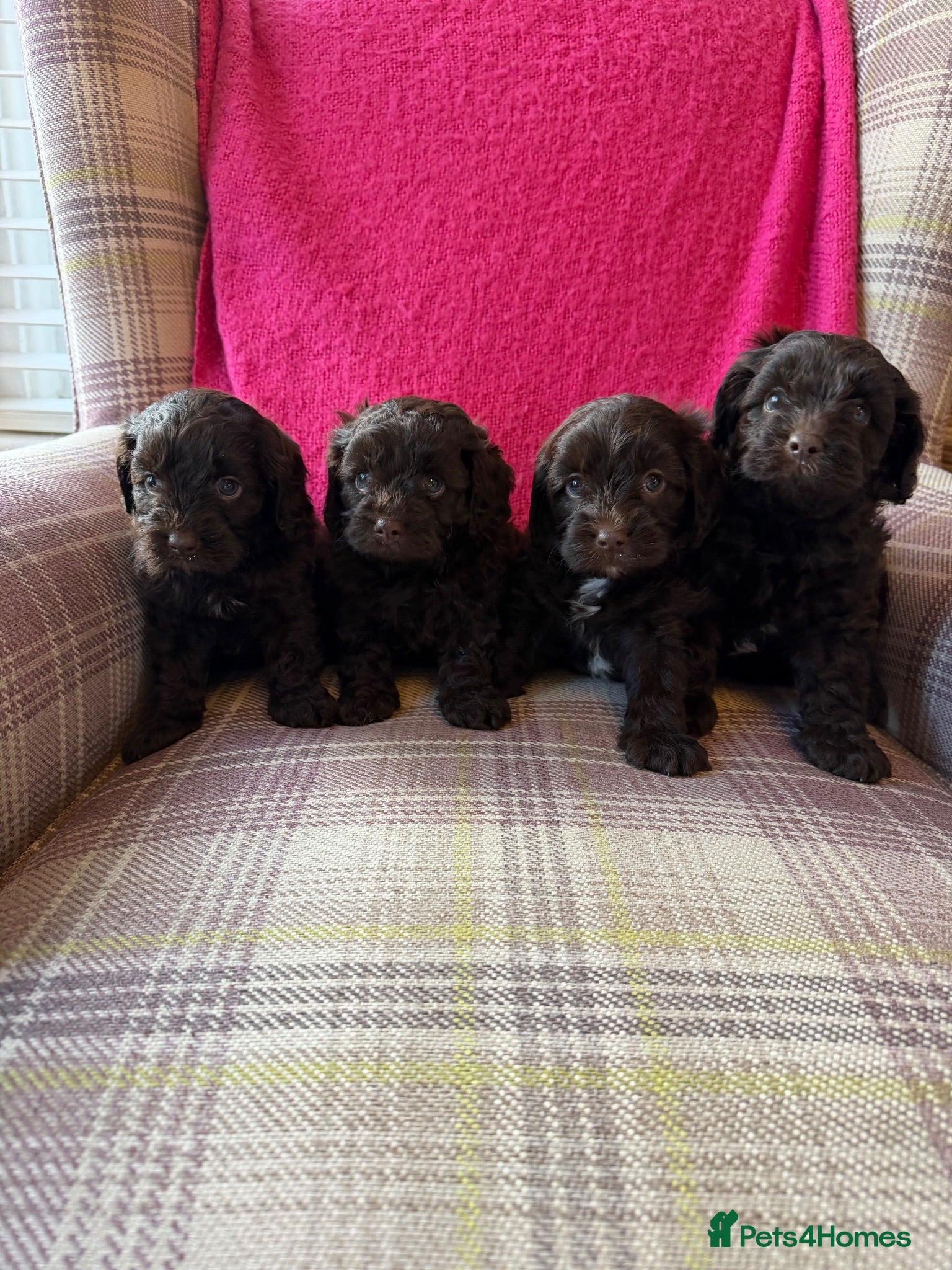 Cavapoo dogs Genetically health tested chocolate Cavapoos  - Advert 1