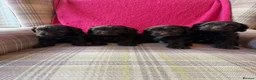 Cavapoo dogs for sale: Genetically health tested chocolate Cavapoos  - Advert 1