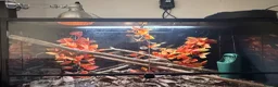 Chameleon reptiles for sale: Male chameleon (aka) Jeff and Viviarum  in Romney Marsh - Advert 7